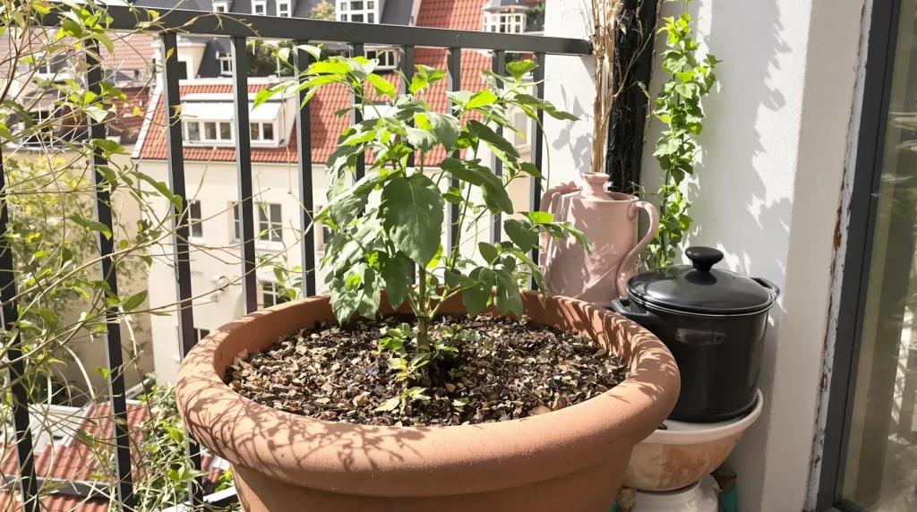 Cette plante remplace les cubes de bouillon en cuisine et s'installe en pot à cette période précise